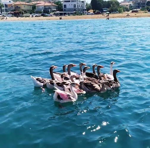 Ege Fener 酒店 Çeşme